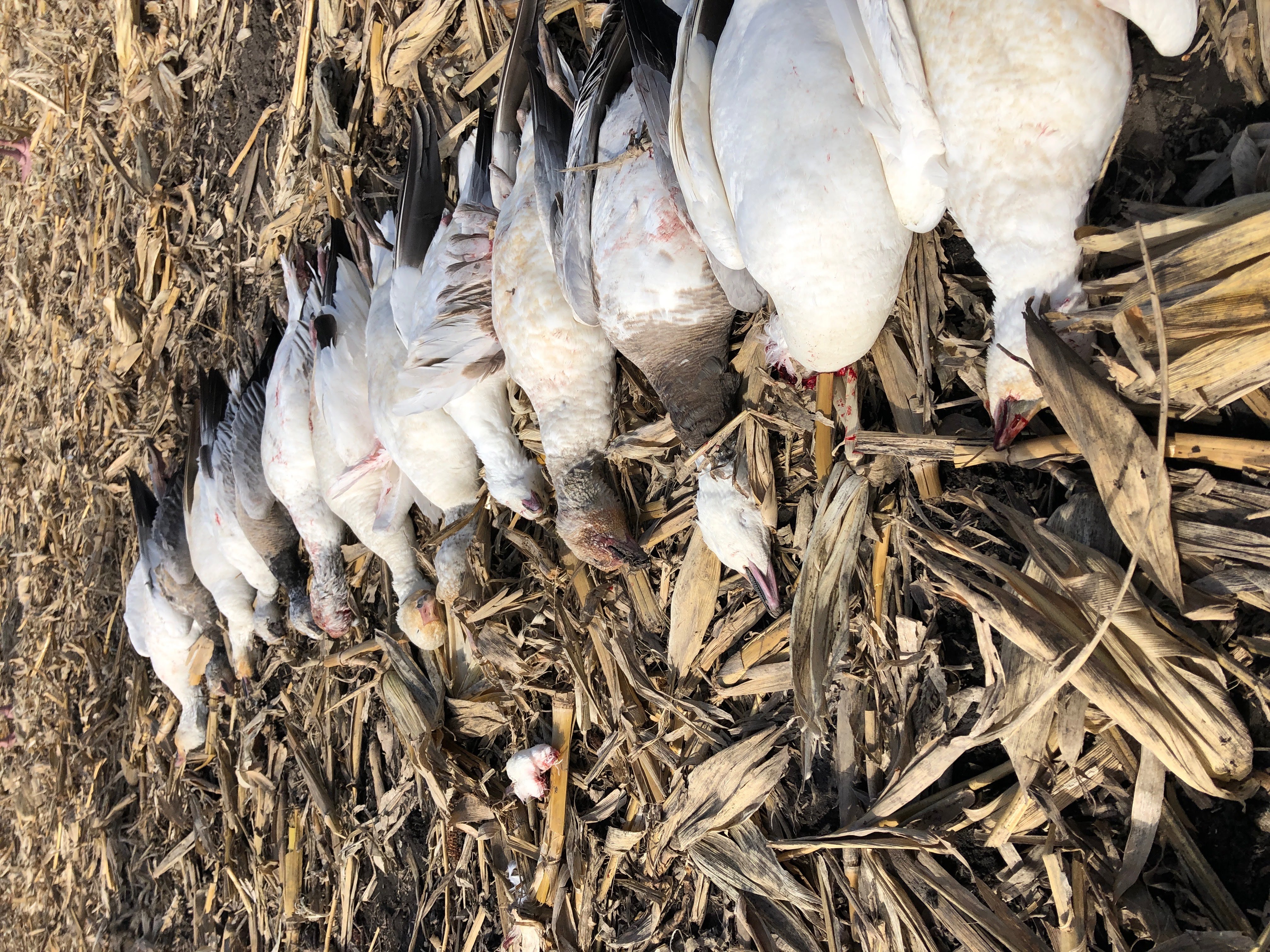 Spring Snow Goose Hunts Whiteout Outfitters 115