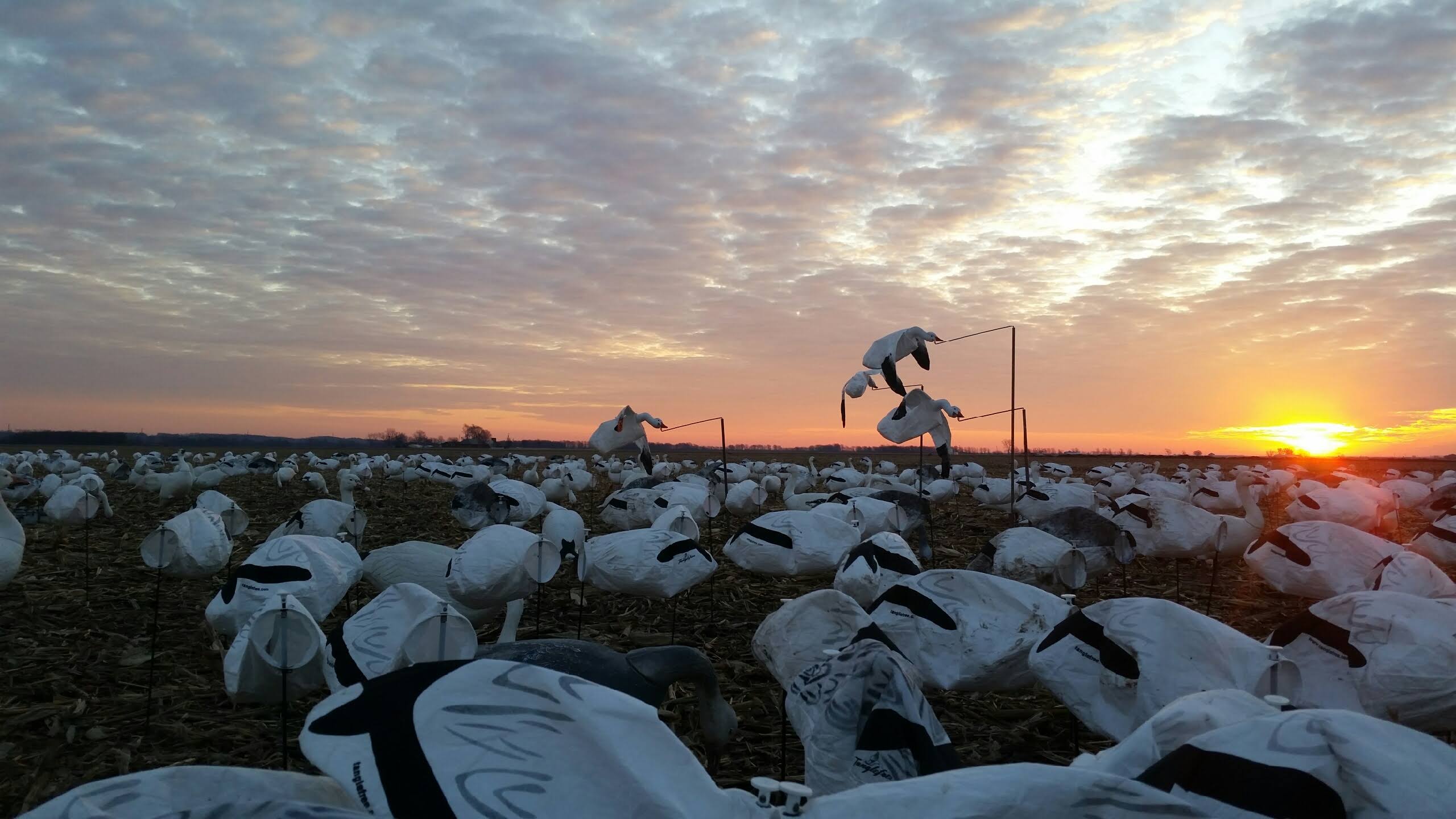 Spring Snow Goose Hunts Whiteout Outfitters 122