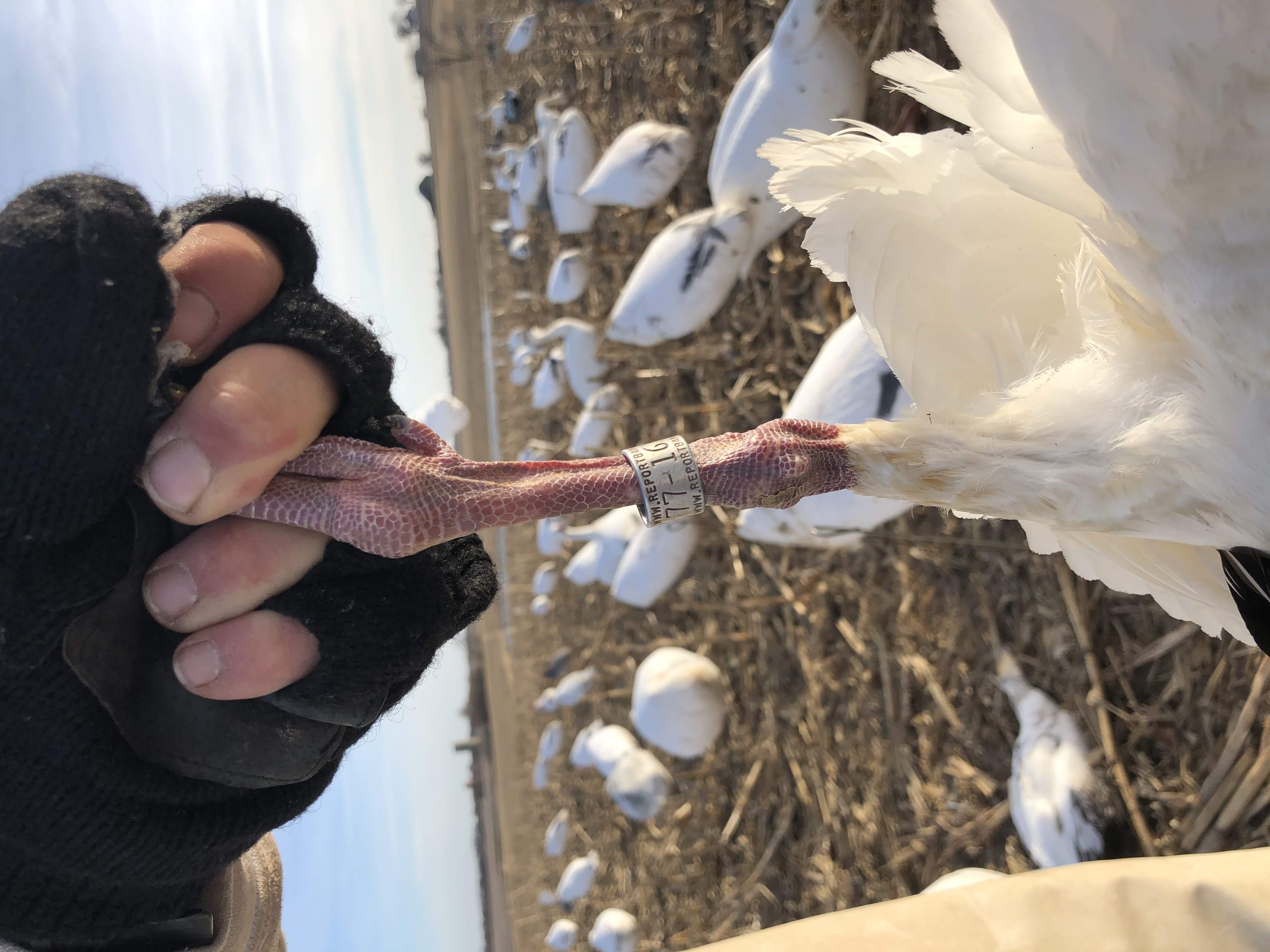 Whiteout Outfitters Spring Snow Goose Hunts IMG_3573.jpg