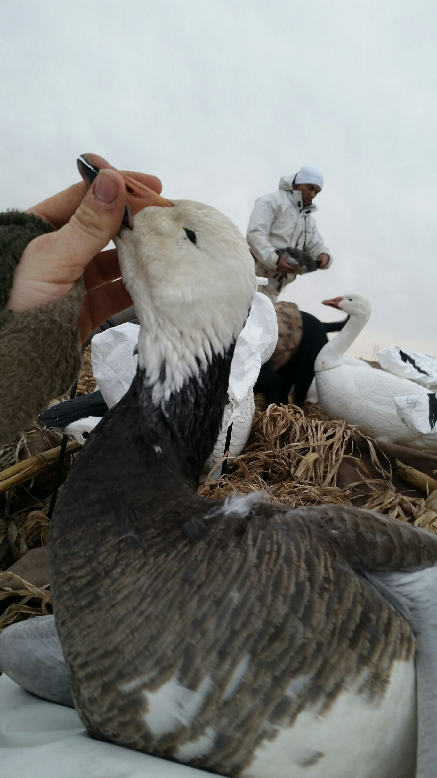 Whiteout Outfitters Spring Snow Goose Hunts hog-adult-blue.jpeg