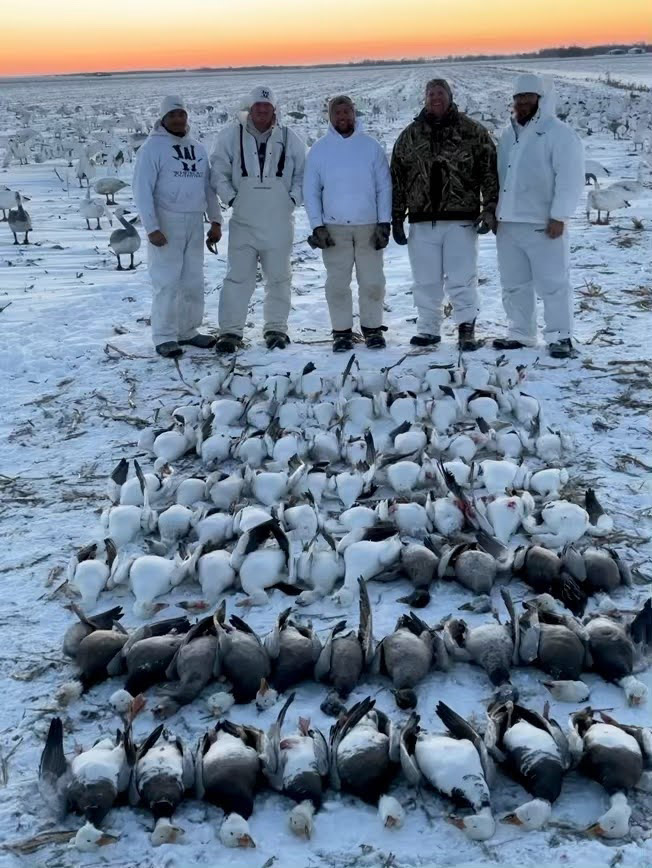 Spring Snow Goose Hunts Whiteout Outfitters 86