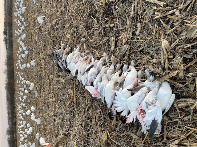 Spring Snow Goose Hunts Whiteout Outfitters 38