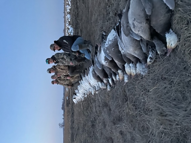 Spring Snow Goose Hunts Whiteout Outfitters 50