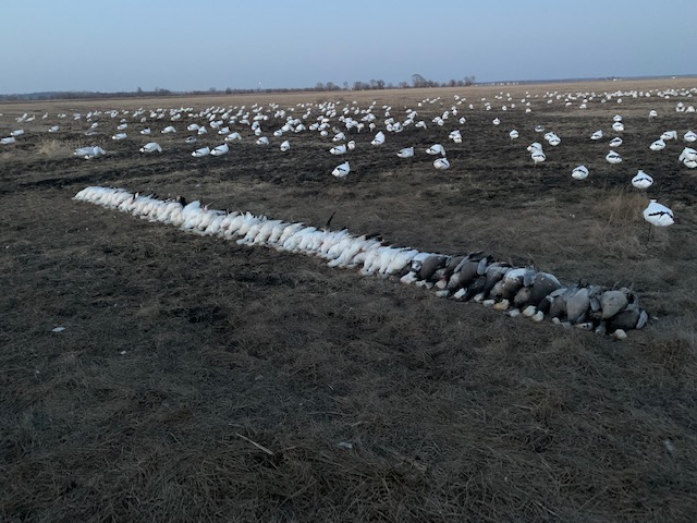 Spring Snow Goose Hunts Whiteout Outfitters 62