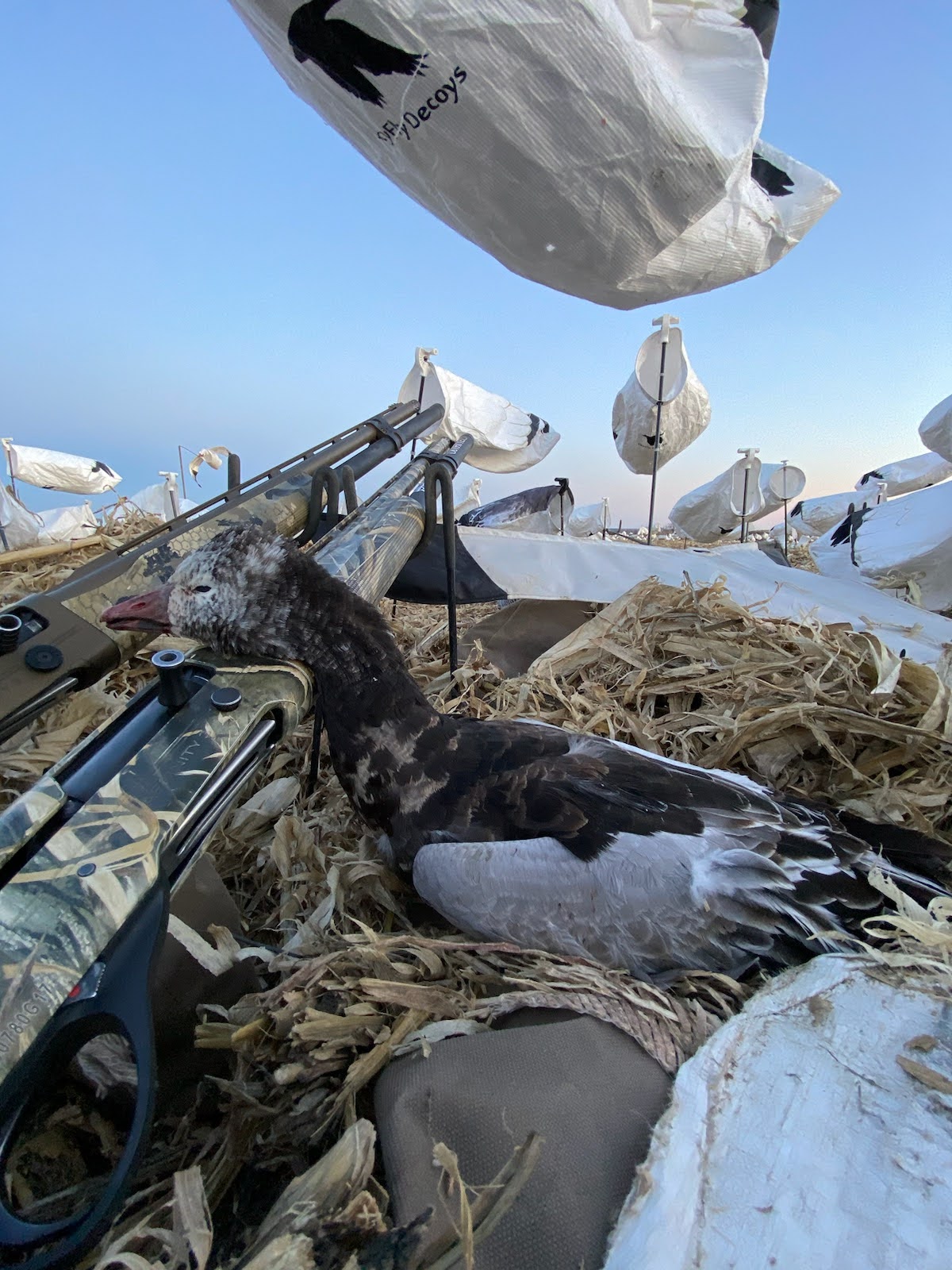 Spring Snow Goose Hunts Whiteout Outfitters 76