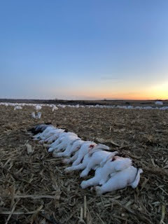 Spring Snow Goose Hunts Whiteout Outfitters 40