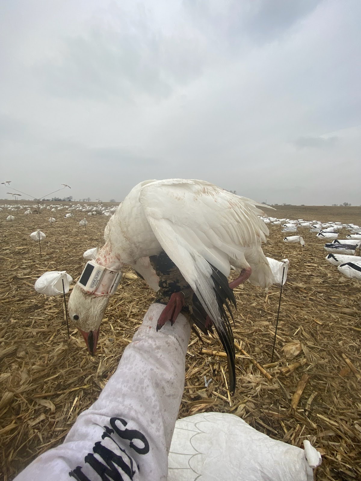 Spring Snow Goose Hunts Whiteout Outfitters 44