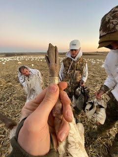 Spring Snow Goose Hunts Whiteout Outfitters 88