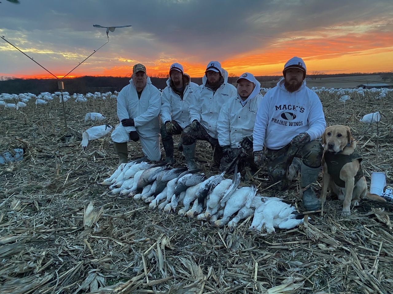 Spring Snow Goose Hunts Whiteout Outfitters 96