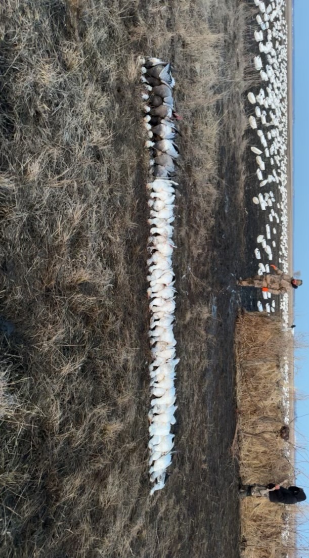 Spring Snow Goose Hunts Whiteout Outfitters 25