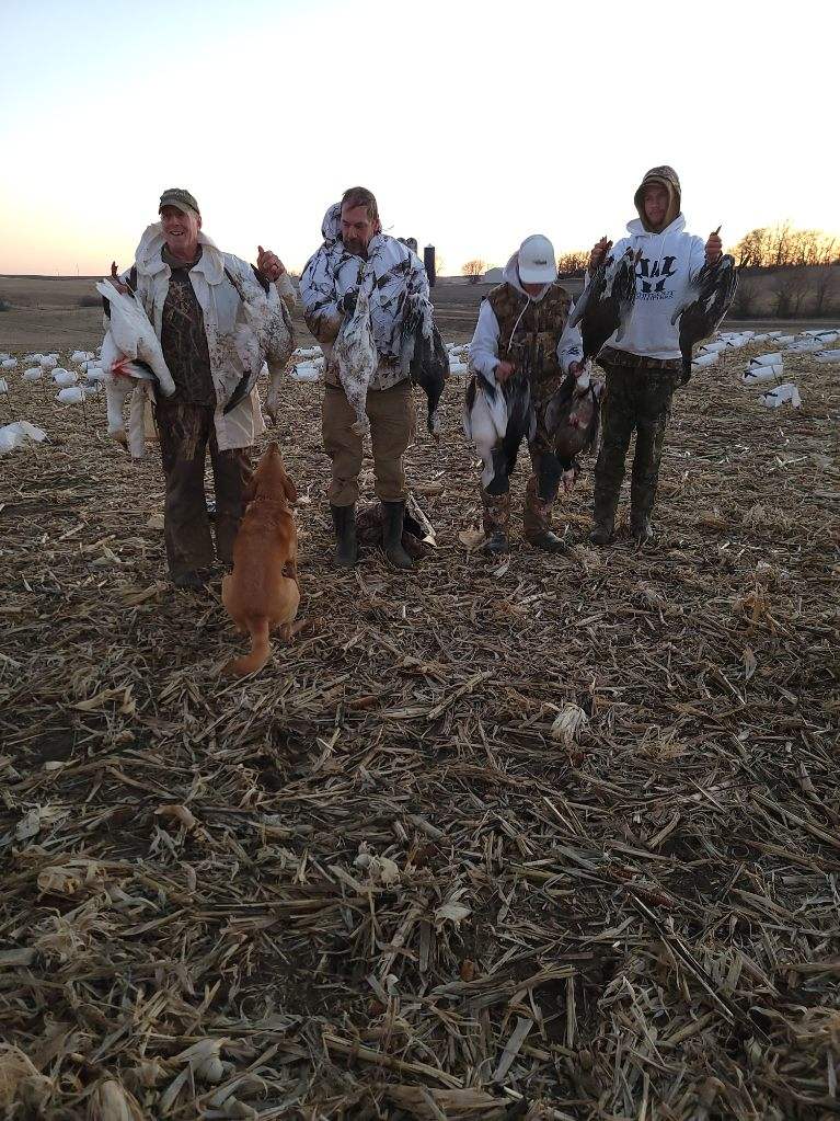 Whiteout Outfitters Spring Snow Goose Hunts spring-snow-goose-hunts-whiteout-outfitters-022623-2.jpg