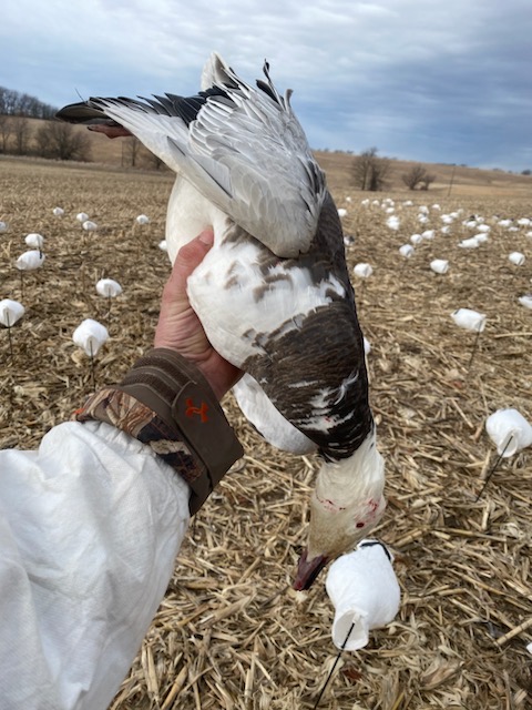 Spring Snow Goose Hunts Whiteout Outfitters 32