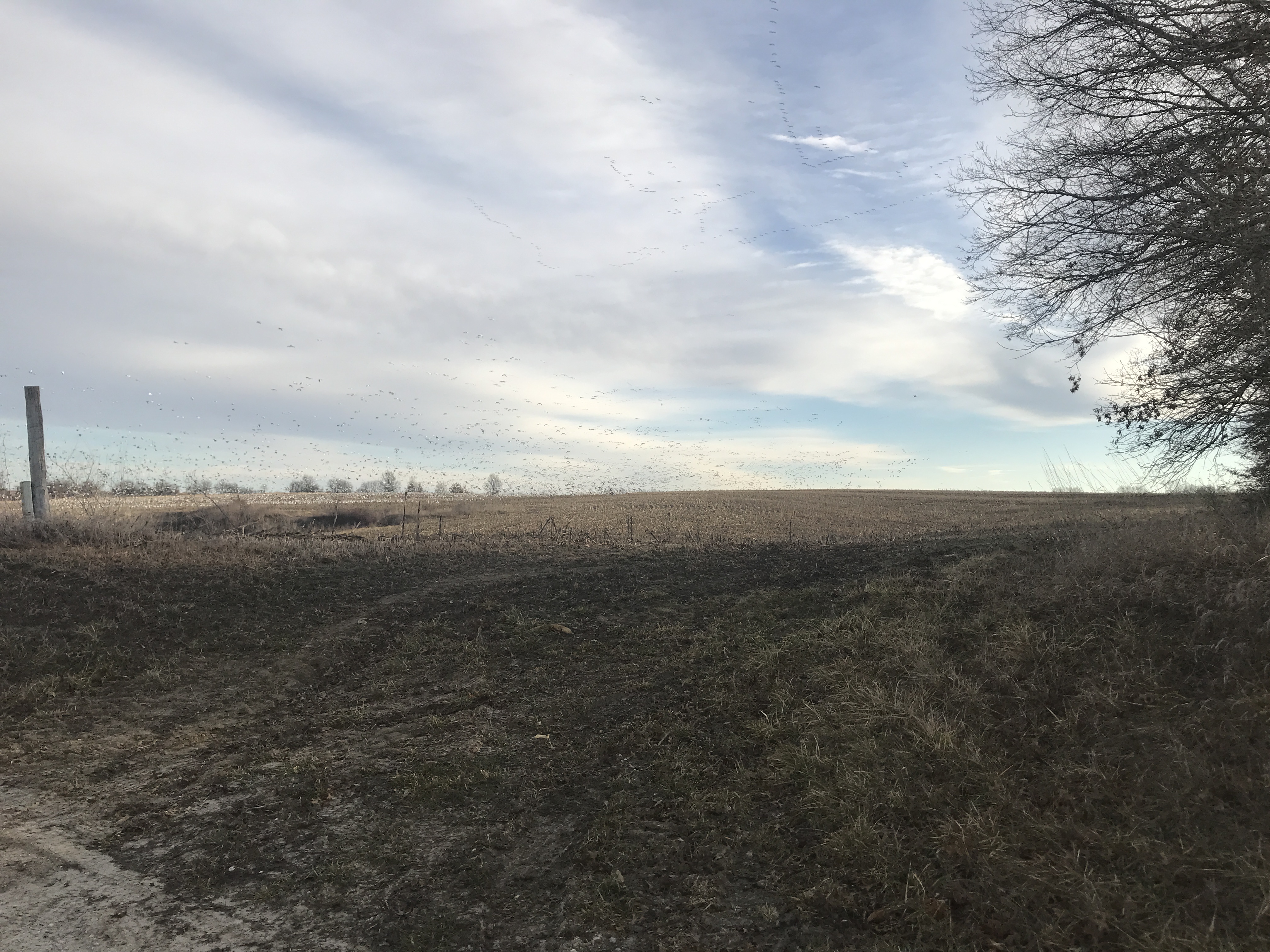 Whiteout Outfitters Spring Snow Goose Hunts IMG_0355.JPG