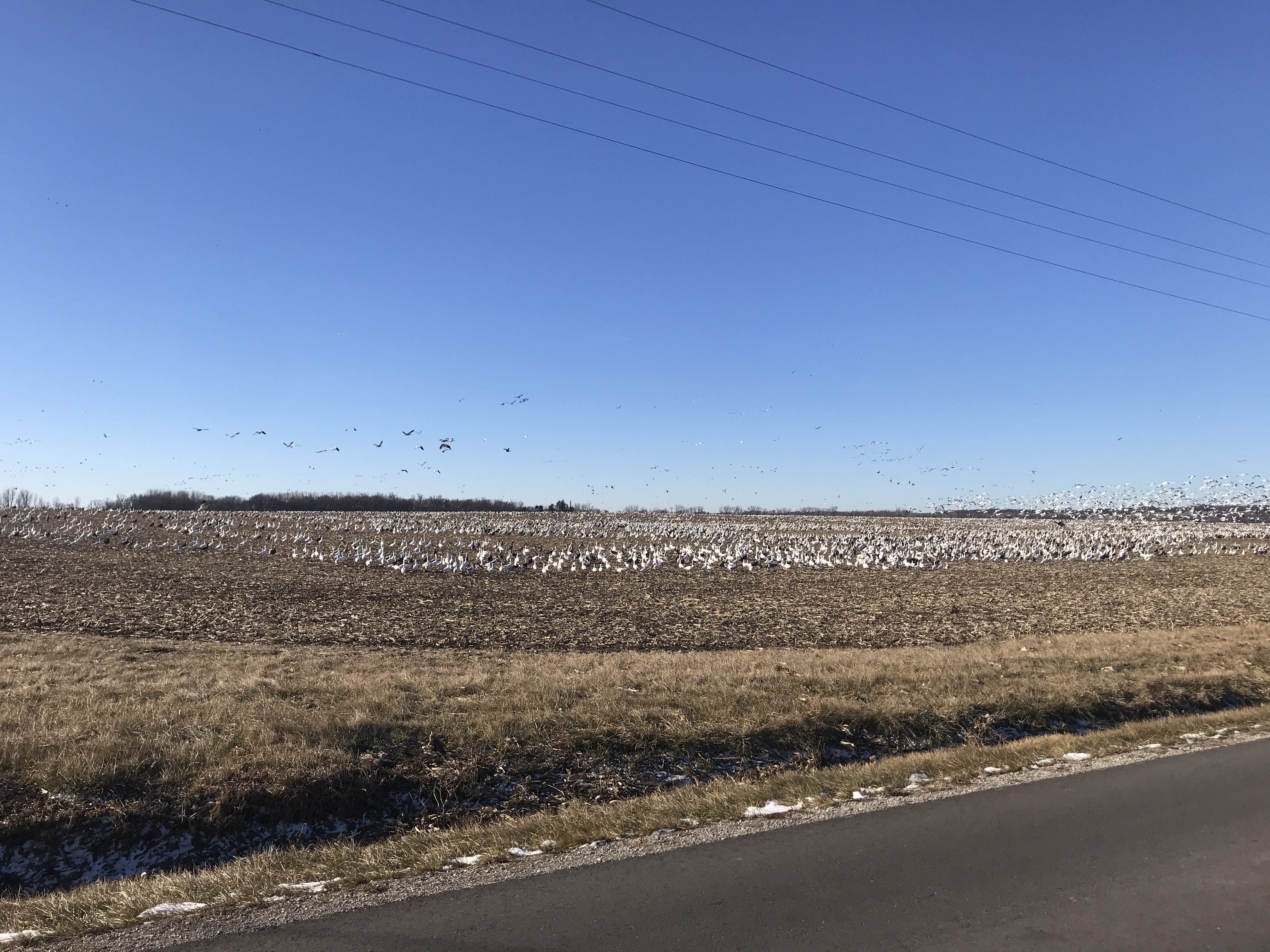 Whiteout Outfitters Spring Snow Goose Hunts IMG_0391.JPG